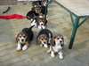 A donner chiots beagle. Beagle puppies - photo 1