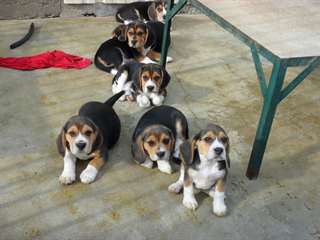 A donner chiots beagle. Beagle puppies