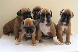 A donner chiots boxer, boxer puppies