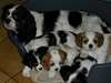 A donner chiots cavalier king charles ,spaniel - photo 1