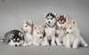 A donner chiots husky sib&#233;rien,siberian husky - photo 1