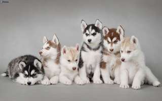 A donner chiots husky sib&#233;rien,siberian husky
