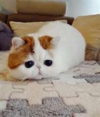 Chatons Exotic Shorthair