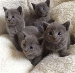 bleu tachet&#233; chatons bleus russes disponibles