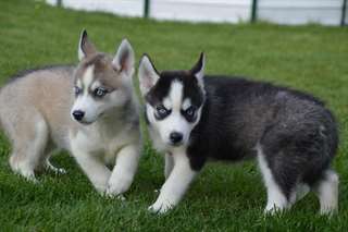 Deux beaux chiots Husky sibierian (539) 888-0264