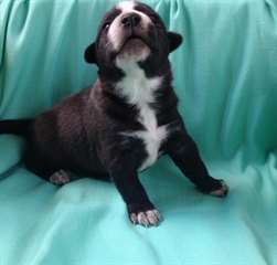 Husky sibérien prêt pour la nouvelle maison