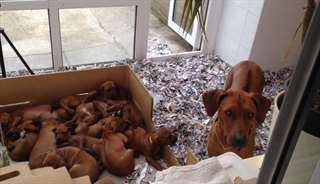 Chiots Rhodesian Ridgeback disponible