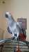 African Grey Parrot. - photo 1