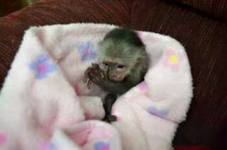 Mignon Ouistiti Monkeys