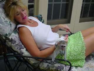 Beau mâle et femelle singe capucin Disponible