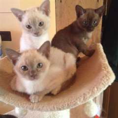 Les chatons birmans  magnifiques pour adoption.