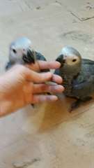 Deux gris Perroquets africaine pour adoption.