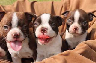 adorable mâle et femelle Boston Terrier