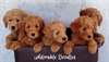 Mignons et charmants de Goldendoodle  chiots disp - photo 1