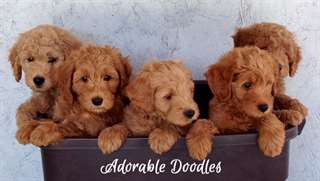 Mignons et charmants de Goldendoodle  chiots disp