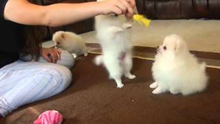 Poméranie chiots mignon exceptionnelle a vendre