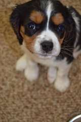 Adorables chiots king charles cavalier