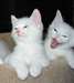 chaton blanc pur (249) 700-3755 - photo 1
