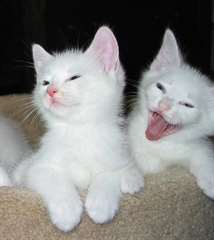 chaton blanc pur (249) 700-3755