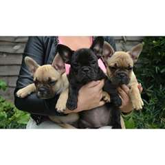 Beau chiots Bouledogue français Lopez