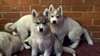Huskie de Sibérie - photo 1