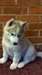 Huskie de Sibérie - photo 1