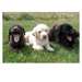 chiots Labrador pour adoption - photo 1