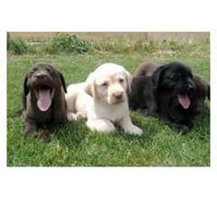 chiots Labrador pour adoption