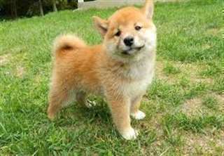 Très beaux chiots shiba-inu vaccinés