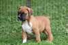 Superbe chiots boxer a donner - photo 1