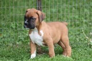 Superbe chiots boxer a donner