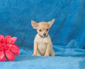 Cute et adorable chiot chihuahua pour adoption