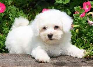 Superbe chiots bichon a donner