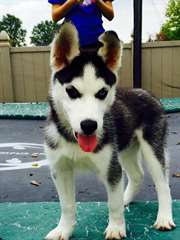 white and black Male Siberian Husky Puppies for