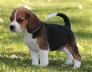 Femelle et mâle chiots beagle