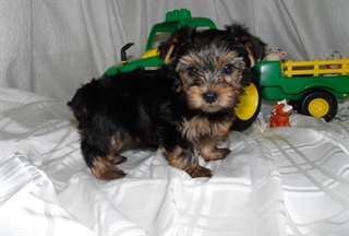 manifique chiot yorshire