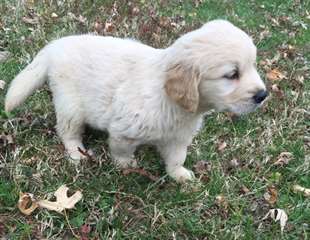 chochou chiots goldin