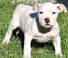 formidales chiots pit bull americain