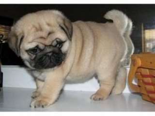 jolies chiots Carlin male et femelle