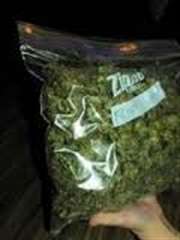 full HD plantes medicale