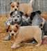 Bouvier australien enregistrés , Bleu Heelers - photo 1