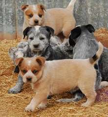Bouvier australien enregistrés , Bleu Heelers