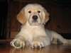 chiots golden retriever mâle et femelle disponible - photo 1