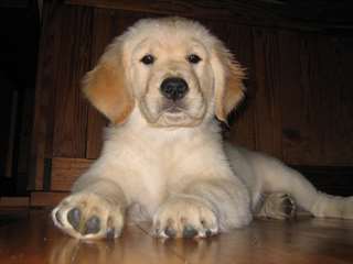 chiots golden retriever mâle et femelle disponible