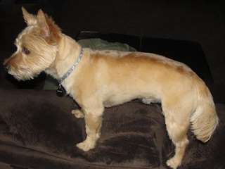 4 adorables de race Cairn Terrier