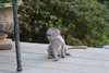Adorables bébés singes ouistitis prêts - photo 1