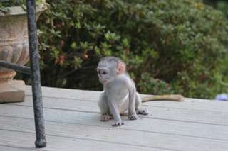 Adorables bébés singes ouistitis prêts