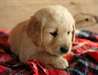 Golden Retriever pour adoption - photo 1