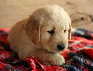 Golden Retriever pour adoption