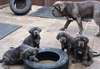 Superbes chiots Mâtin napolitain à vendre - photo 2